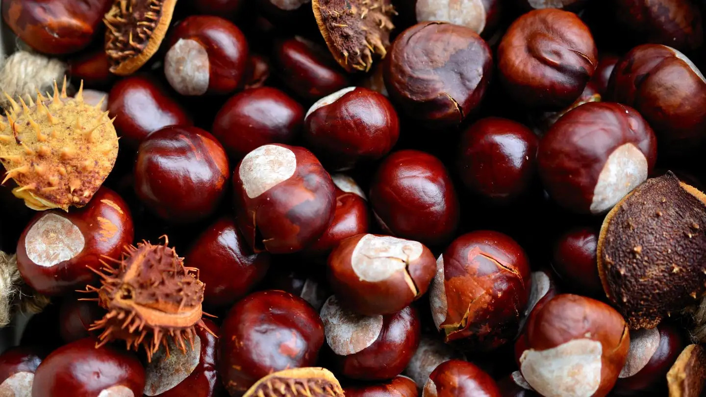 Hạt dẻ rất giàu dinh dưỡng