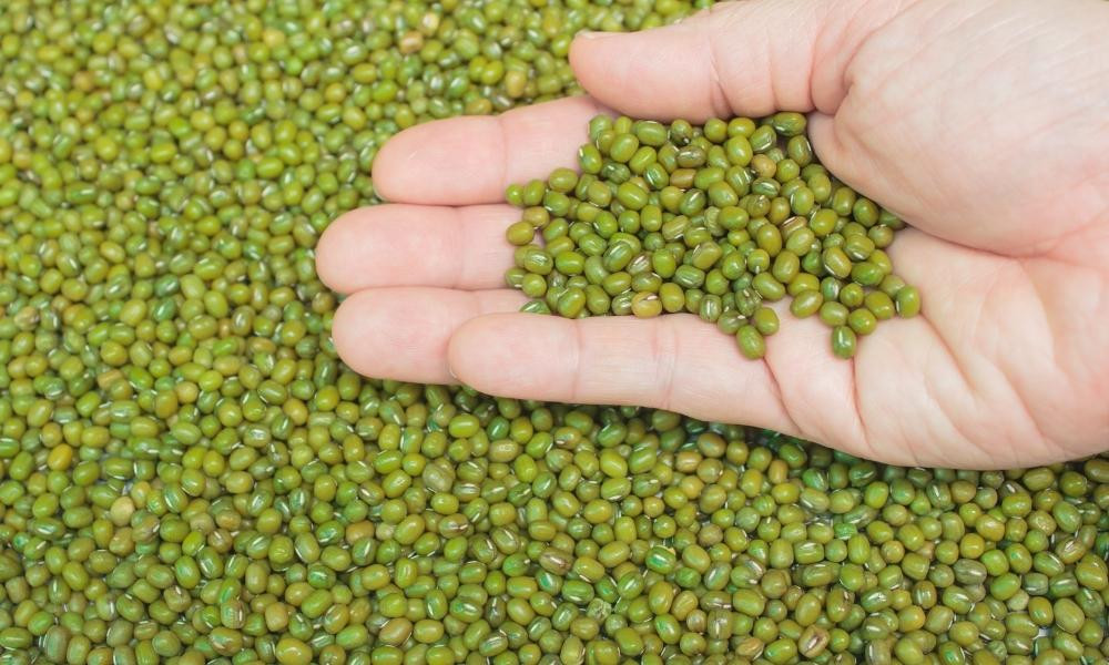 Lựa chọn đậu xanh