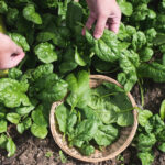 11 Công Dụng Tuyệt Vời Của Rau Chân Vịt