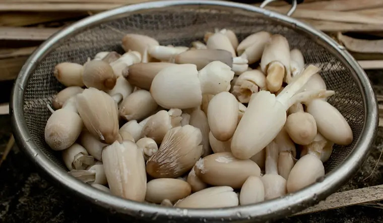Sơ chế nấm để làm bánh canh chay