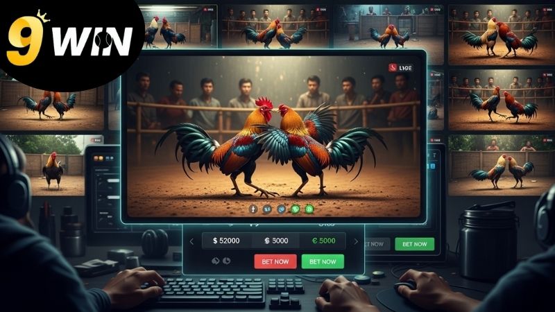 Cách chọn gà đá – Bí quyết gia tăng cơ hội chiến thắng